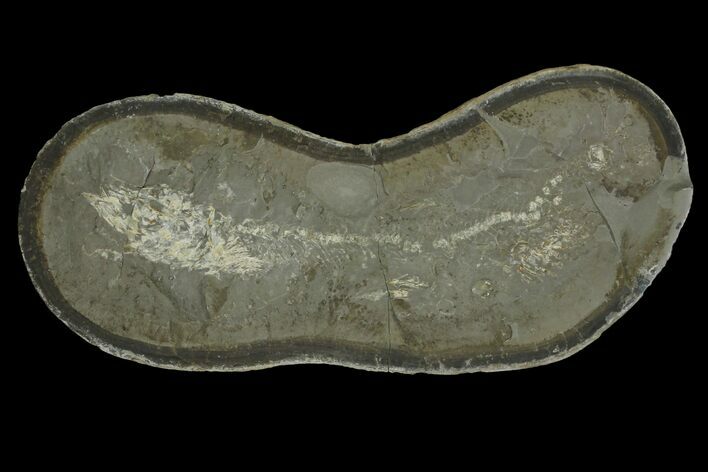 Fossil Capelin Fish (Mallotus) Nodule - Canada #136149